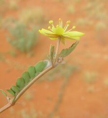 Tribulus macrocarpus