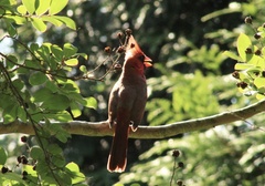 Cardinalis cardinalis
