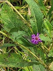 Vernonia missurica