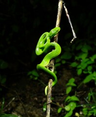 Trimeresurus albolabris