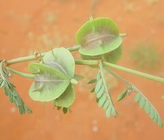 Tribulus macrocarpus