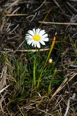 Allittia cardiocarpa