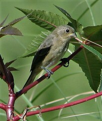 Sporophila caerulescens