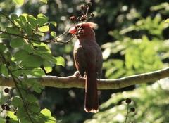 Cardinalis cardinalis