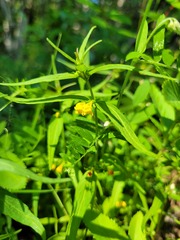 Melampyrum sylvaticum