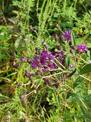 Vernonia missurica