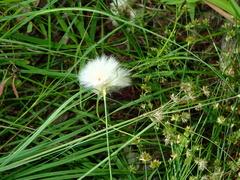 Eriophorum virginicum