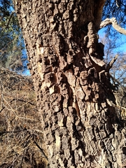 Aspidosperma quebracho-blanco