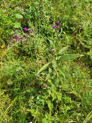 Vernonia missurica