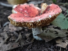 Russula fragilis