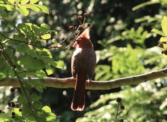 Cardinalis cardinalis
