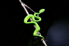 Trimeresurus albolabris