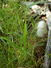 Eriophorum virginicum