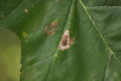 Phyllonorycter