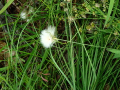 Eriophorum virginicum