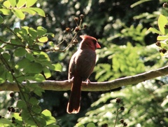 Cardinalis cardinalis