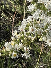 Symphyotrichum falcatum