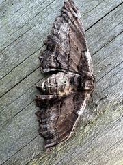 Pholodes sinistraria