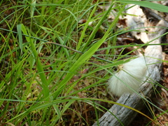 Eriophorum virginicum