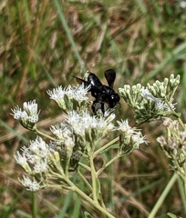 Megachile xylocopoides