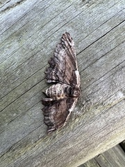 Pholodes sinistraria