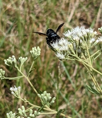 Megachile xylocopoides