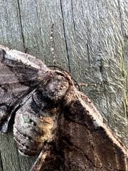 Pholodes sinistraria