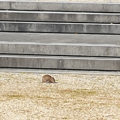 Isoodon obesulus obesulus