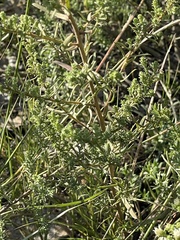 Symphyotrichum falcatum