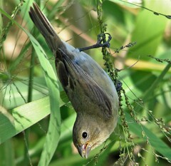Sporophila caerulescens