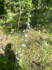 Lobelia spicata