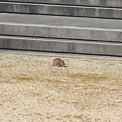 Isoodon obesulus obesulus