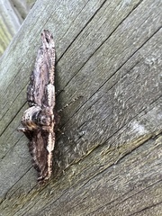 Pholodes sinistraria