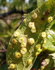 Pachypsylla celtidisasterisca