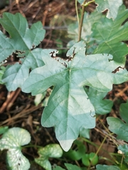 Angiospermae