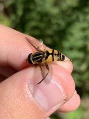 Helophilus latifrons