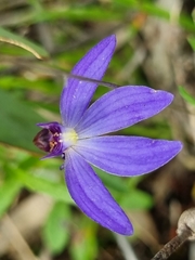 Cyanicula caerulea