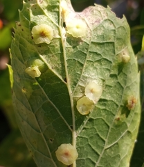 Pachypsylla celtidisasterisca