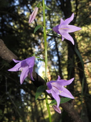 Campanulaceae