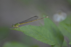 Ceriagrion indochinense