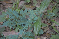Selaginella