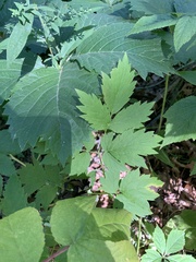 Actaea rubra