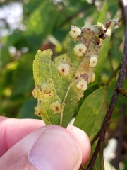 Pachypsylla celtidisasterisca