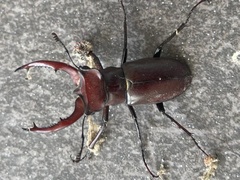 Lucanus