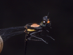 Nososticta impercepta