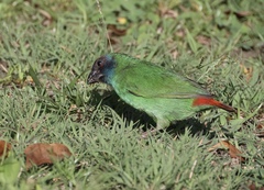 Erythrura pealii
