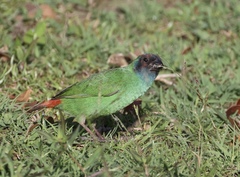 Erythrura pealii