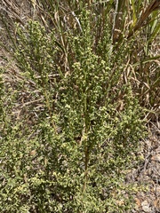 Baccharis pilularis