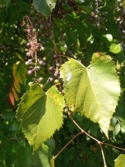 Vitis vulpina
