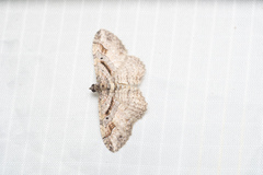 Costaconvexa
